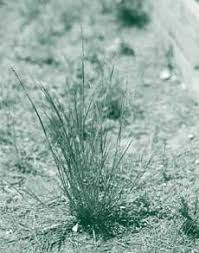 Image result for Paspalidium