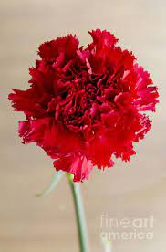Red Carnation By Pravine Chester In 2021 Red Carnation Carnations Carnation Flower