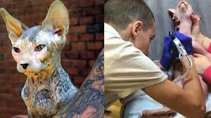 Tattoos Fur Katzen Katze Tatowiert Wo Soll Das Noch Hingehen Youtube