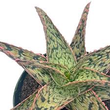Image result for Aloe ribauensis