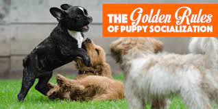 I recommend making a socializing list, putting it on the refrigerator and every day ticking off at least a handful of items on that list. 6 Golden Rules Of Puppy Socialization Free Bonus