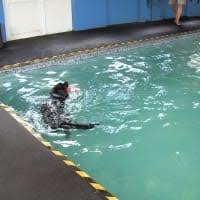 Canine Therapies, Preston