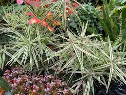 Image result for Carex spicato-paniculata