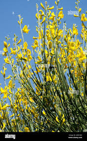 Image result for Spartium