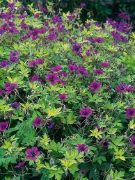 They thrive across many hardiness zones in the united states. Pin On The Flora Fauna Of Bandit S Run