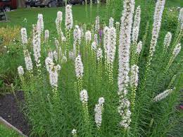 Blazing Star Flower Pictures Best Flower Wallpaper