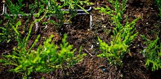 Image result for cuttings thujas