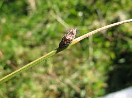 Image result for Schoenoplectus sp.no.3