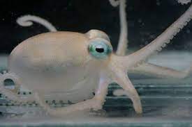 Antarctic Octopuses Discovered With Sub Zero Venom Animals Octopus Species Sea Creatures