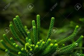 Image result for Araucariaceae