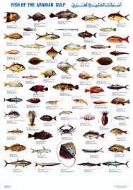 Types Of Fish Gulf Of Mexico A Selection Of Pins About Animals