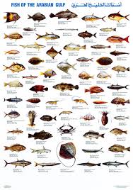 types of fish gulf of mexico a selection of pins about animals