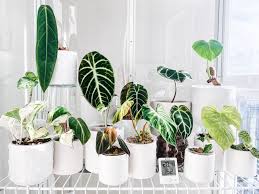 Combining the benefits of home gardening with the straightforward instructions the company is famous for, the ikea indoor garden makes growing your own food as simple as putting together a new lack side table. Ikea Cabinet Greenhouse Hacks Are The Plant Trend You Need To Know About