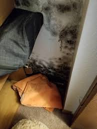 All i got was about 1/8th of a cup maybe and the room was still damp. What Kind Of Mold Is This Found In Our Sons Closet That We Use Strictly For Storage Mold