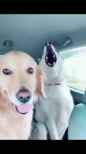 Dusty Douglas Tug of War