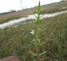 Image result for Bacopa floribunda