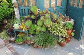 This is key to design for large homes that require monumental specimens for instant drama. Succulents At Driftwood Garden Picture Of Driftwood Garden East Sussex Seaford Tripadvisor