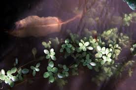 Image result for Callitriche