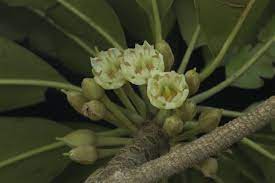 The fruits have also been traditionally consumed in. Sapodilla Facts Health Benefits And Nutritional Value