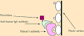 Secondary Antibodies - Jackson ImmunoResearch