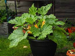 The fruit of these zucs is produced near the end of the stalk. How To Grow Productive Zucchini In Pots Clean Green Simple