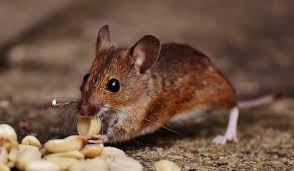 One of the best home remedies to get rid of mice is peppermint oil. Best Essential Oils To Get Rid Of Mice Naturally How I Get Rid Of