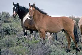 There are certain steps you can take to create a safer environment when near. Is The Government Destroying The American West Ecosystem By Favoring Cattle Over Wild Horses One Green Planet