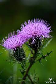 Gifts Of The Day Bull Thistle In Late Summer Sugarcreek Metropark Near Dayton Ohio Thistle Flower Scottish Flowers Beautiful Flowers
