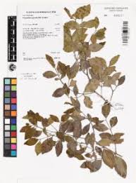 Image result for Pleurostylia