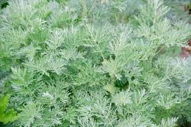 Image result for Artemisia sp.no.1