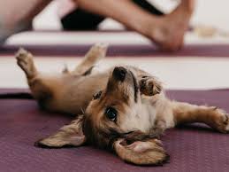 Inside Bondis puppy yoga: Why everyone is trying the new wellness trend |  Daily Telegraph