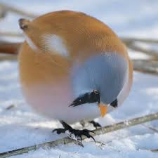 Bird Ball Animals Animals Beautiful Cute Baby Animals