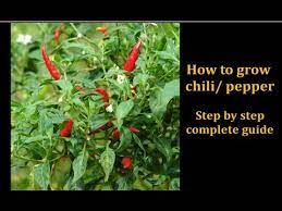 Welcome back to our channeltoday me and bernadeth will show you how to grow and plant siling labuyo and thai red chili pepperin just 5 easy stepswe are. How To Grow Chili Pepper Step By Step Complete Guide Youtube