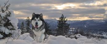 Alaskan malamute information including personality, history, grooming, pictures, videos, and the akc breed standard. Polaris Alaskan Malamute Rescue