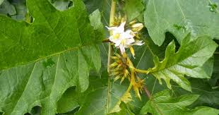 Image result for Solanum chrysotrichum