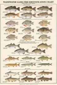 warmwater game fish id chart fishing education information