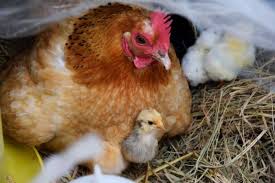 Onyx, my barnevelder, is a talker. 12 Quiet Chicken Breeds To Consider Raising The Homesteading Hippy