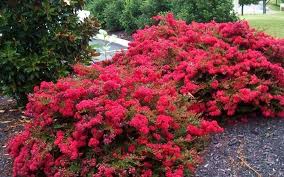 Pin By Karen Slizewski On Exterior Landscaping Crape Myrtle Trees To Plant Landscaping Plants