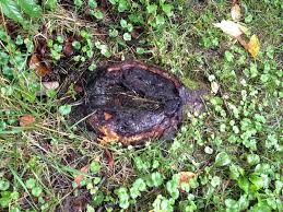 We did not find results for: When Tree Roots Surface Indiana Yard And Garden Purdue Consumer Horticulturepurdue University Indiana Yard And Garden Purdue Consumer Horticulture