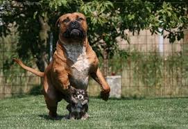 Popularity (dog breed atlas rank). Molosser Dogs Gallery Boerboel And Chihuahua Boerboel Dogs African Mastiff