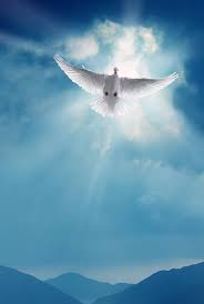 9,645 Holy Spirit Dove Stock Photos, Pictures & Royalty-Free Images - iStock