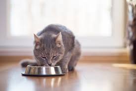 Raw wild as a topper. Shop Cat Food Online In Dubai Expatwoman Com