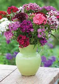 Dianthus Auricula Eyed Mixed Sweet William Flowers Sweet William Flower Pot Garden