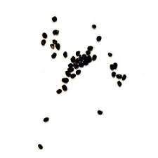 The reason for that is two fold. San Pedro Seeds 20 Seeds Avalon Magic Plants