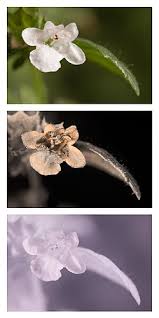 Image result for Melissa officinalis