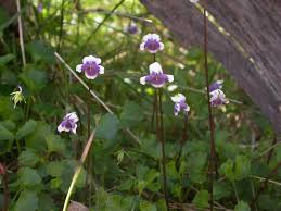 Image result for Viola eminii