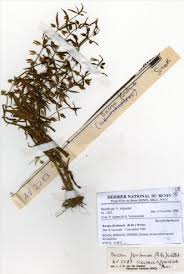 Image result for Bacopa floribunda