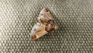 Pay special attention to the edges of carpets and under furniture. How To Get Rid Of Clothes And Carpet Moths Diy Pest Control