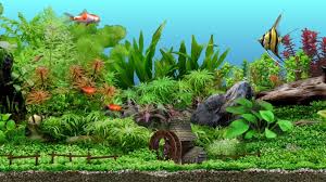 Check spelling or type a new query. The 21 Best Tropical Aquarium Fish Types Of Set Up Care