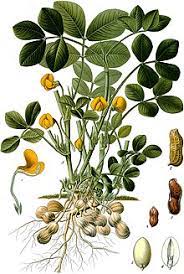 Hama pada tanaman kacang tanah dapat dikendalikan berdasarkan dari jenis hama yang menyerangnya, sebab hama yang menyerang kacang tanah ini tidak hanya satu melainkan ada berbagai jenis. Kacang Tanah Wikipedia Bahasa Indonesia Ensiklopedia Bebas